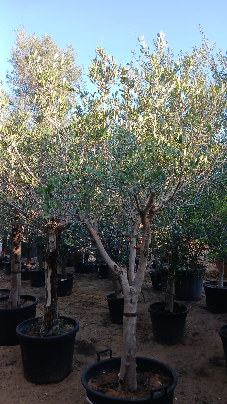 Olea Europaea 'Olive Tree' Dwarf – Plant Studio LLC