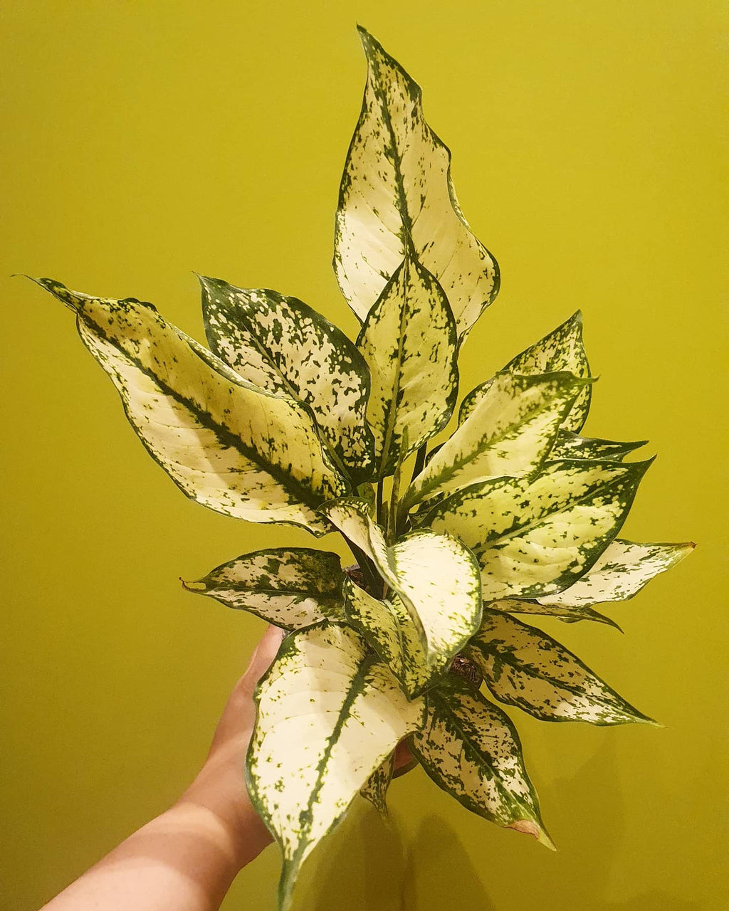 Café-de-salão (Aglaonema nitidum 'Silver Queen') - PictureThis