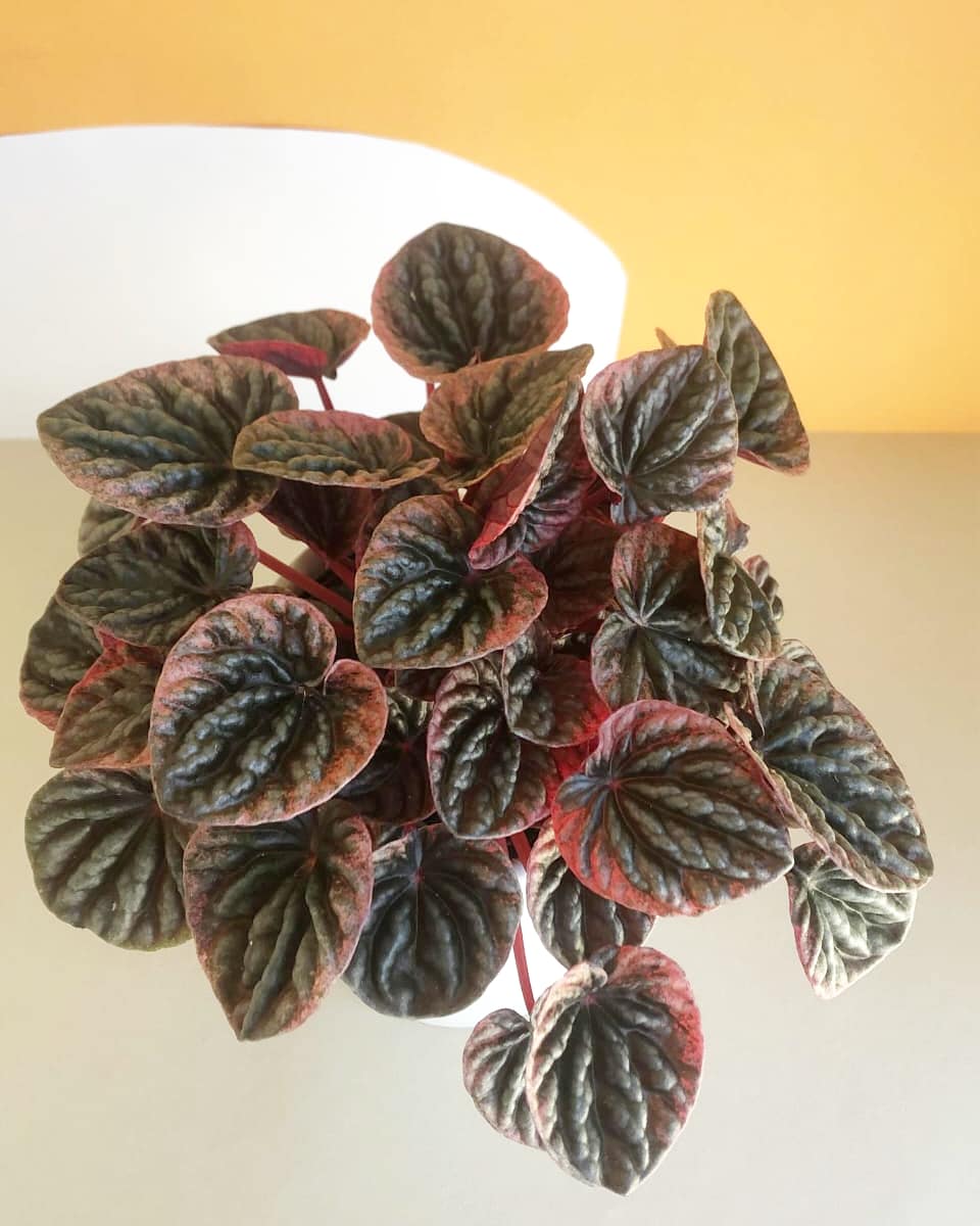 Peperomia Abricos – Plant Studio LLC