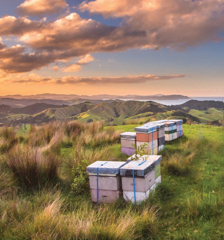Bee Hives in New Zealand Landscape