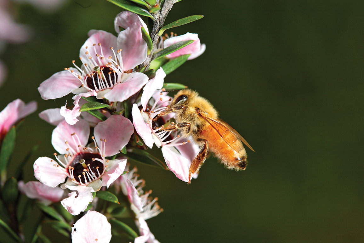 Honey Bee Collecting nectar from Manuka flower