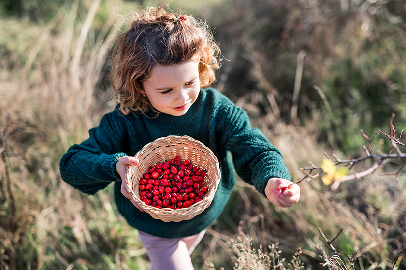 Young Girl Picking Rosehips