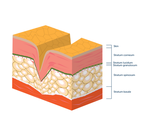 Cross section of skin layers