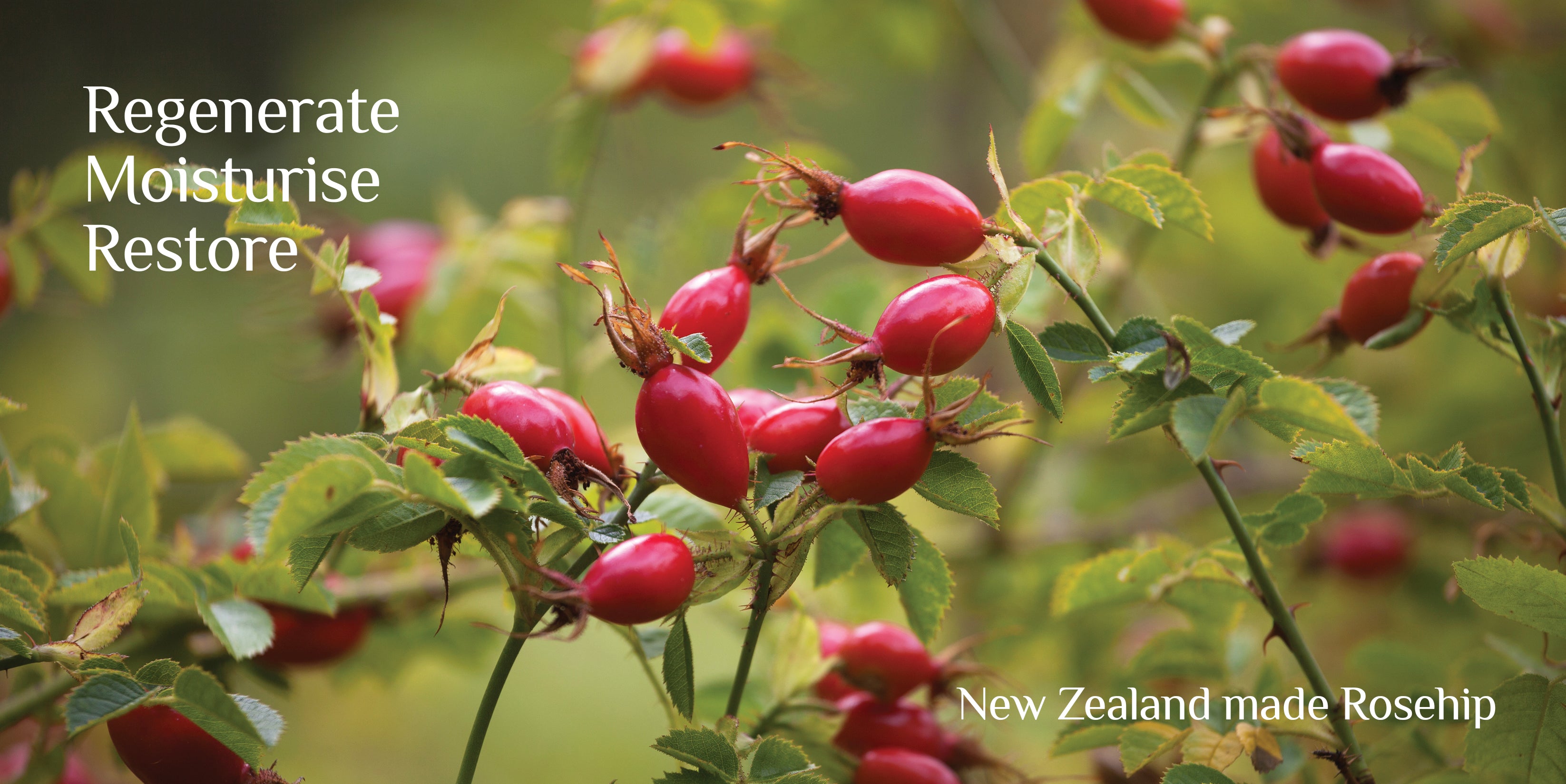 Rose hip benefits