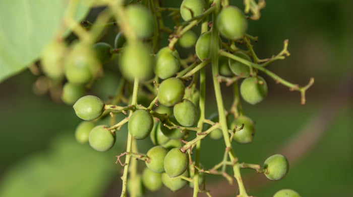 Kakadu plum