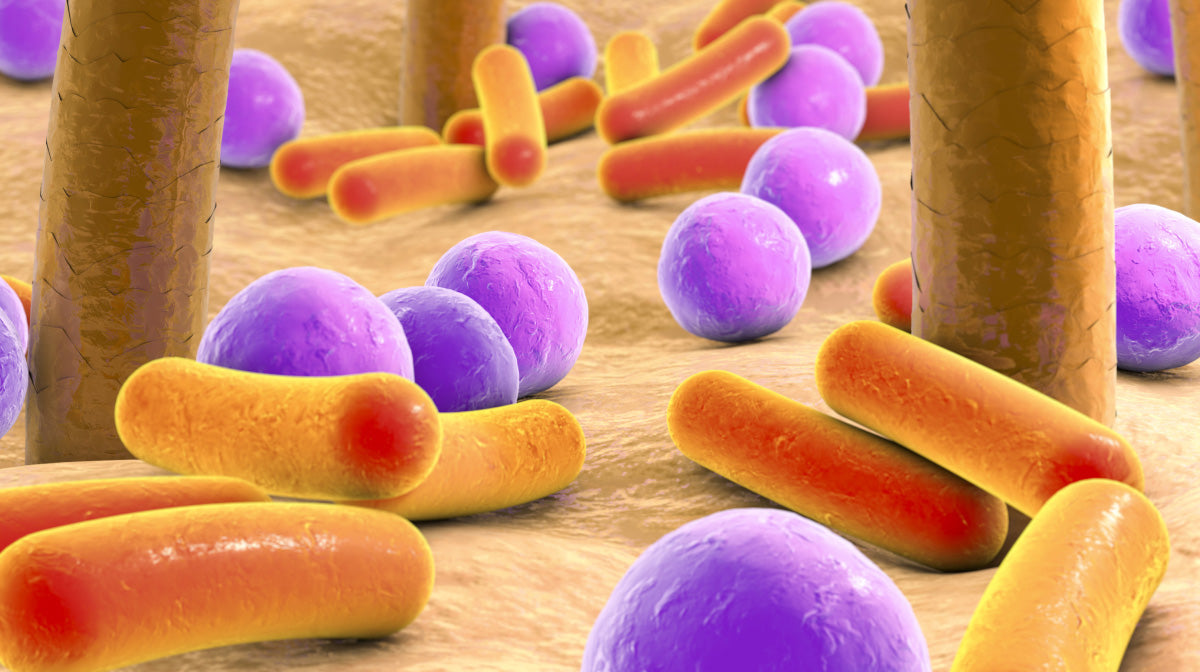 Bacteria: The Good, The Bad, and the Balance