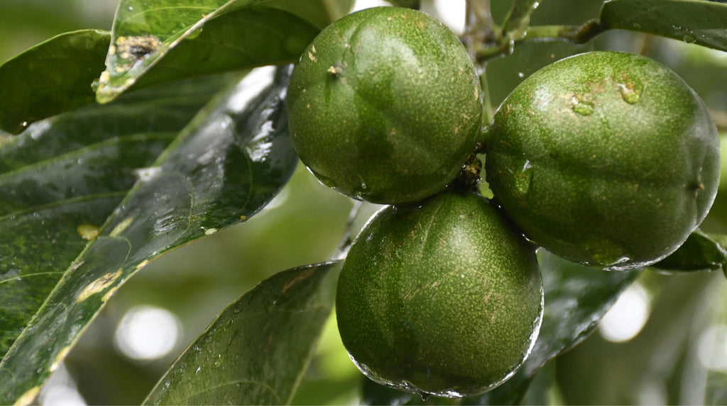 Cacay oil is a natural retinol (vitamin A) from the nut of the cacay tree