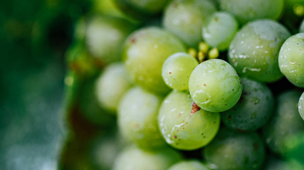 Vinanza® Grape  antioxidant extract is sourced from sauvignon blanc grapes