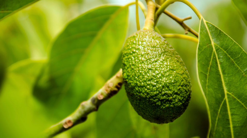 Avocado oil to hydrate and repair