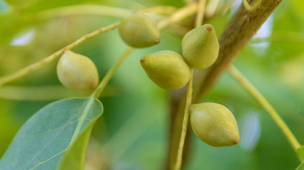 Kakadu plum