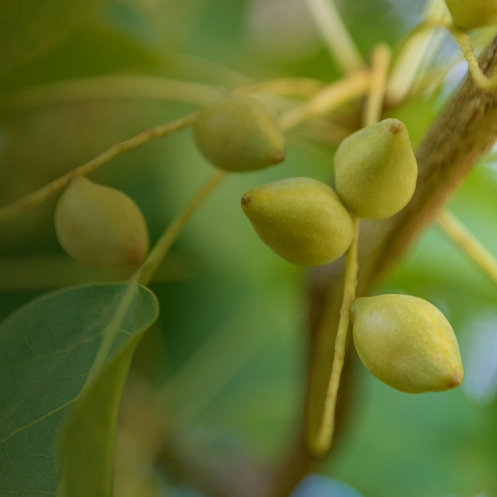 Kakadu plum is Nature’s highest source of vitamin C