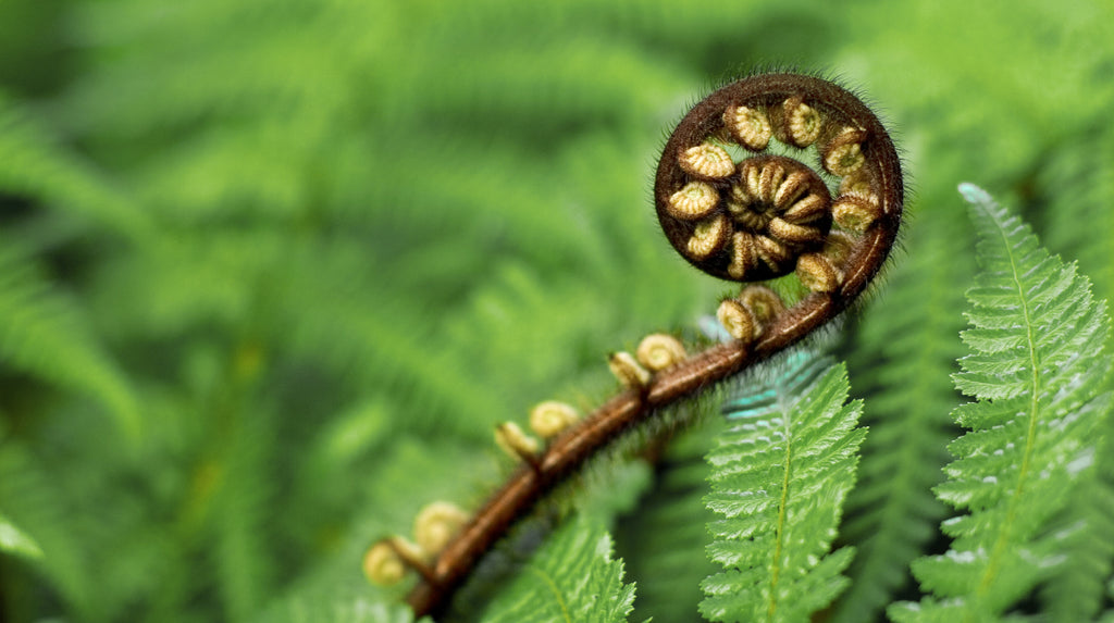 Mamaku Black Fern