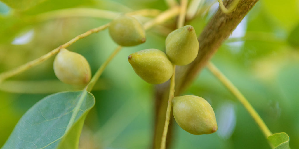 Kakadu plum – Nature's richest source of Vitamin C