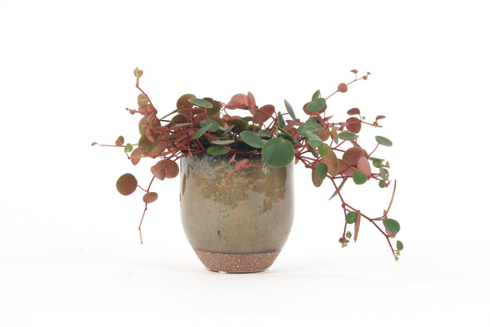 Peperomia – Conservatory Archives