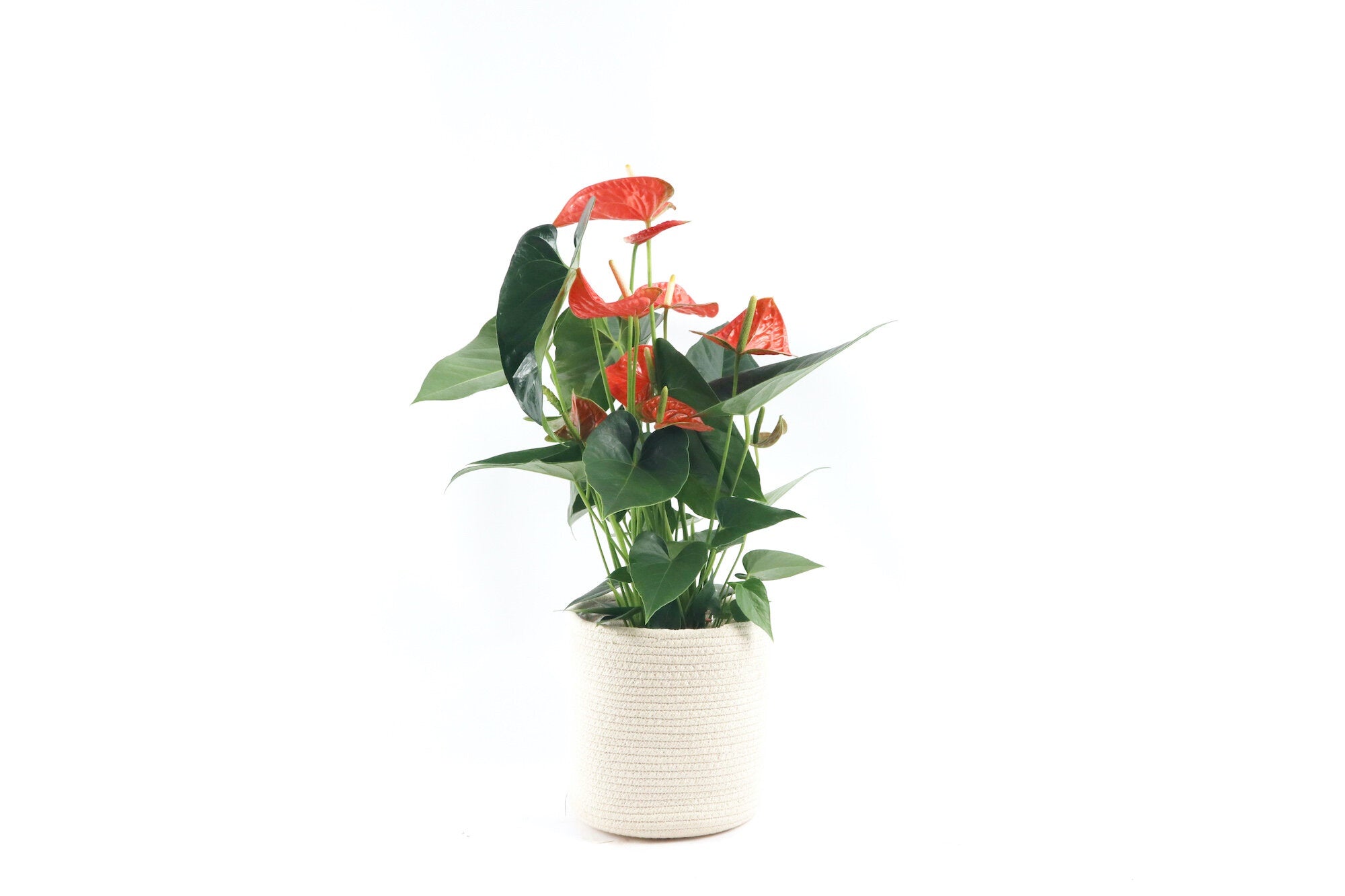 Anthurium andraeanum 'Prince of Orange' – Conservatory Archives