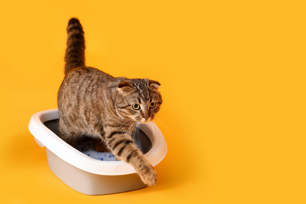 Cat Litter options and review