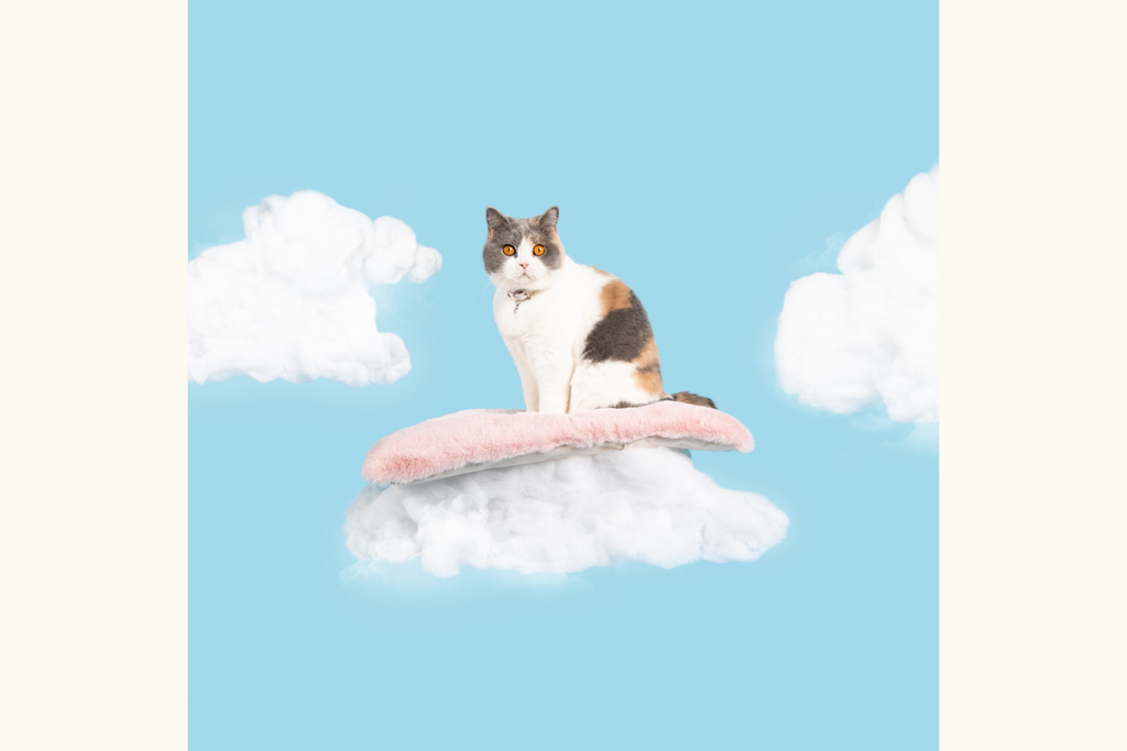 Cat Cloud bed cirrus pink