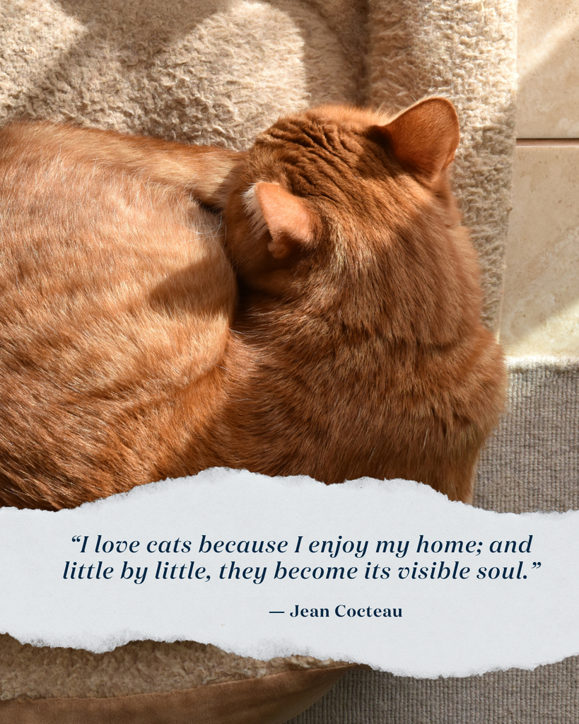 Cat Quote Jean Cocteau