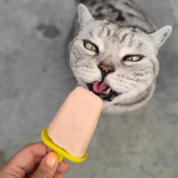 Cat enjoying frozen fish ice lolly treat 