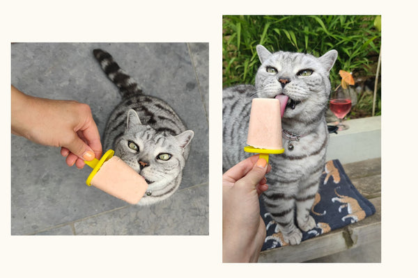 Cat enjoying salmon and shrimp ice lolly