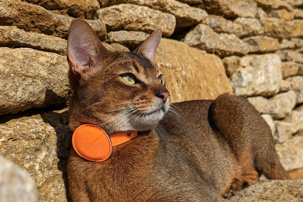Cat wearing Apple AirTag Collar