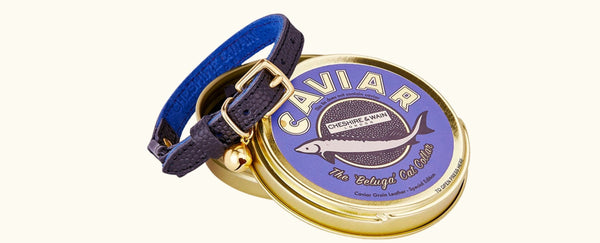 Black leather cat collar in novelty gold caviar tin