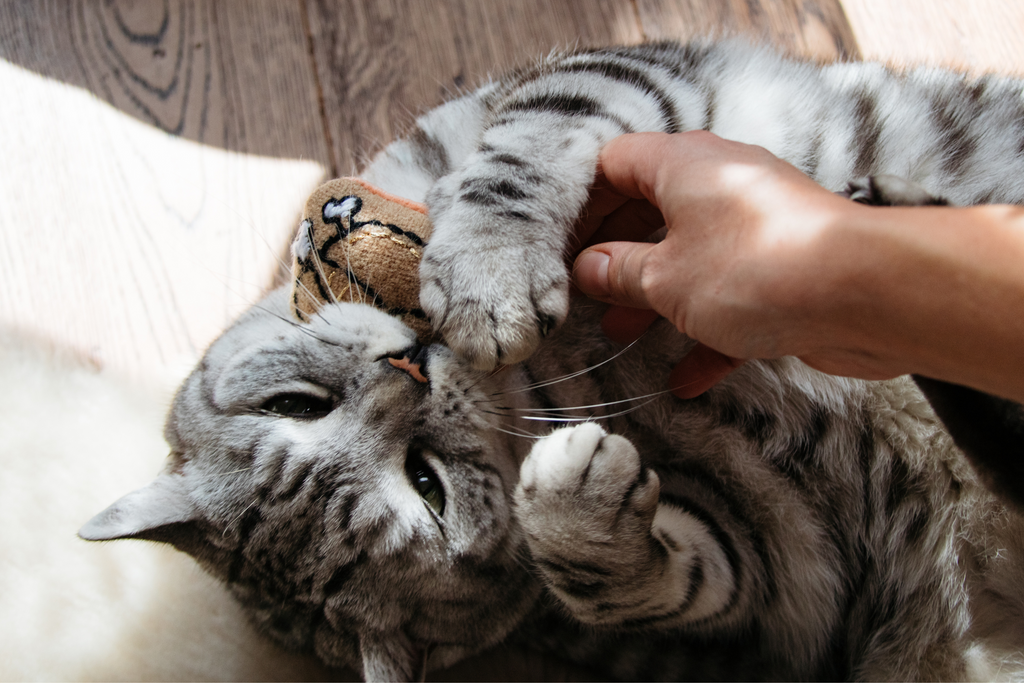 Turkey catnip toy