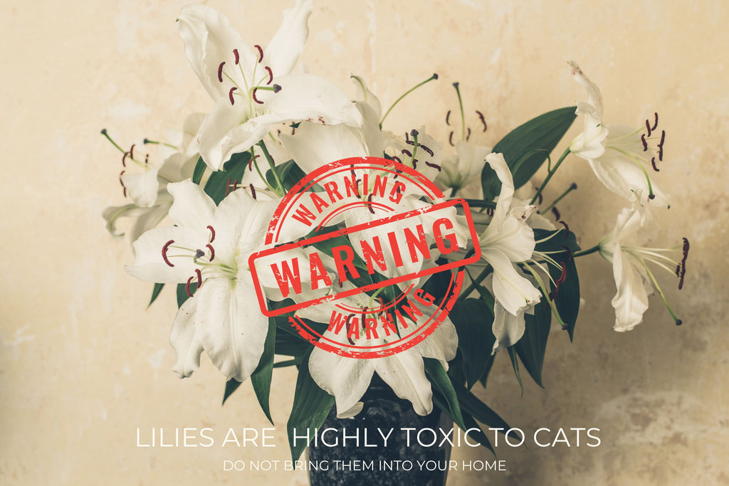 Lily bouquet with warning for cat owners