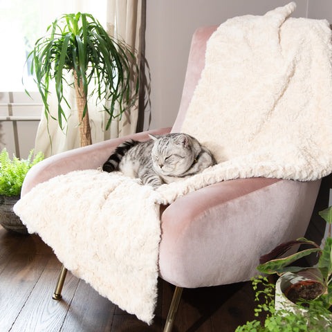 cat sleeping on chair 