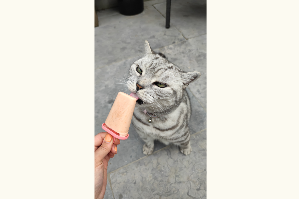 Frozen cat lolly treat