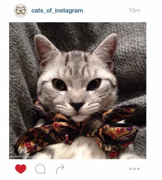 Picture of kitten with neckerchief