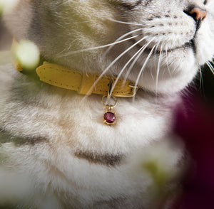 cheshire and wain cat collar