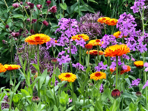 english wild garden in the new forest 