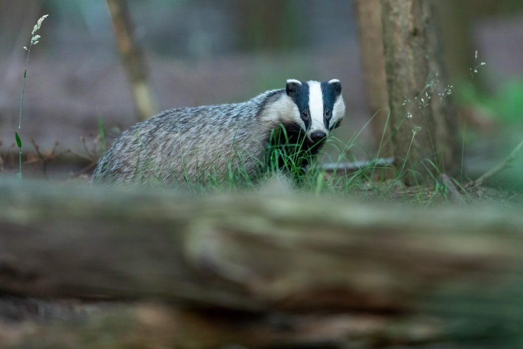 Badger