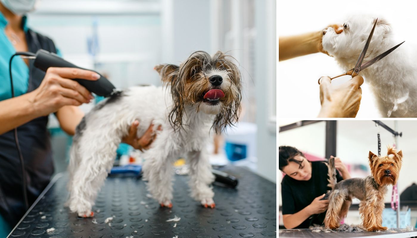 Essential Accessories for Your Dog Grooming Table