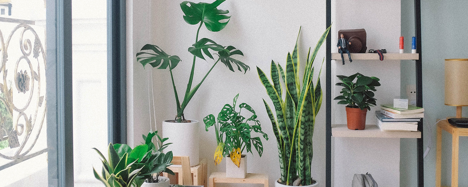 Houseplants in home interior | DeccoPrint