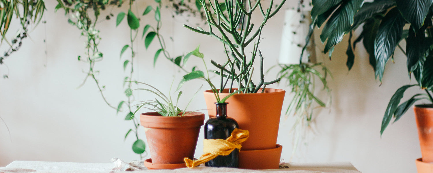 Plants in pots on the table