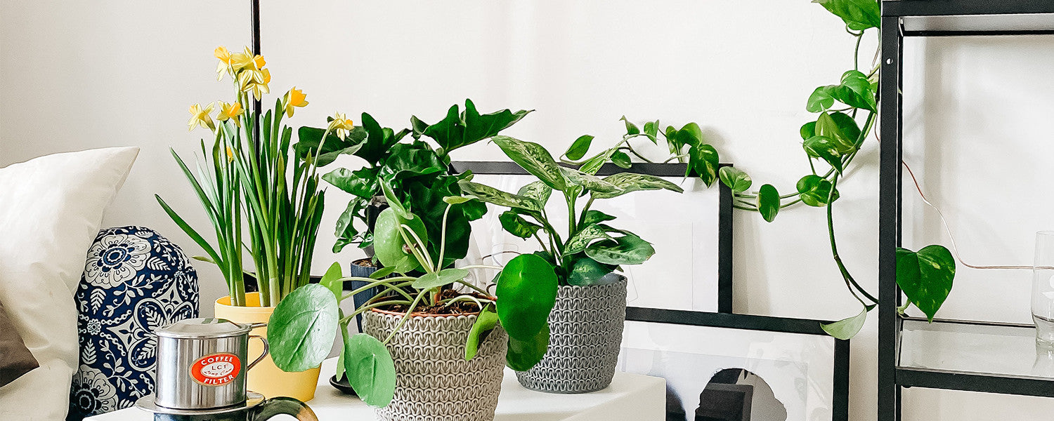 Plants in interior