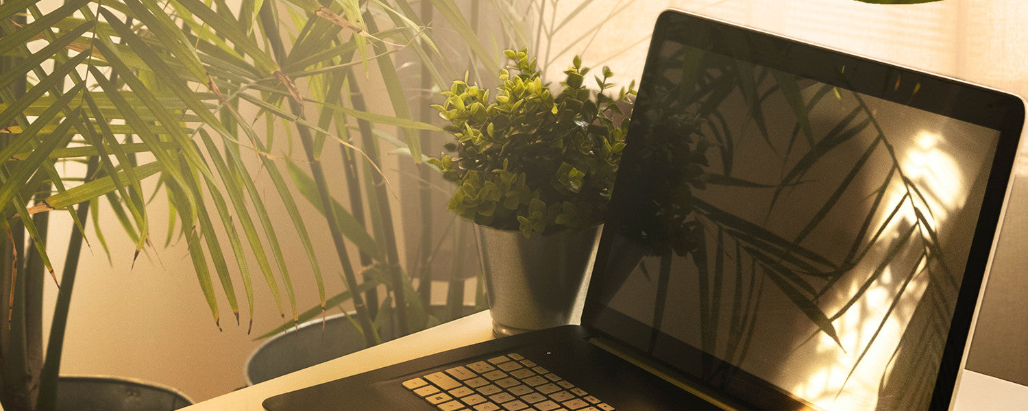 Computer on desk with plants