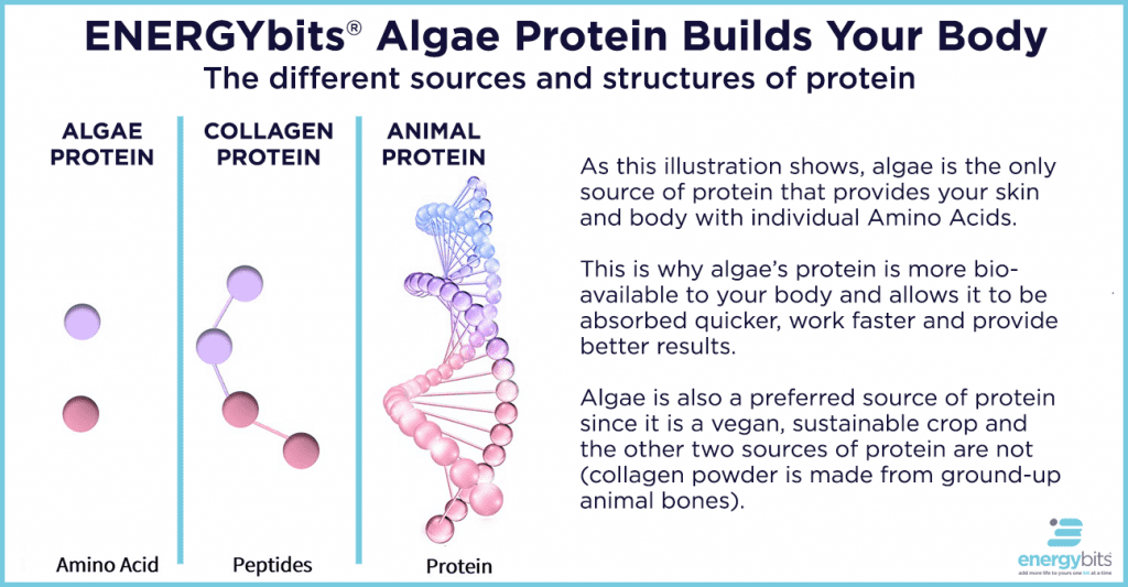 chart of different sources of protein, algae, collagen and animal 