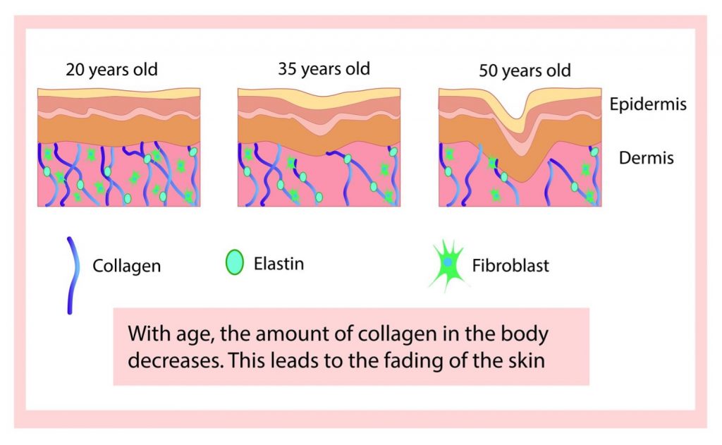 chart showing collagen and elastin in skin