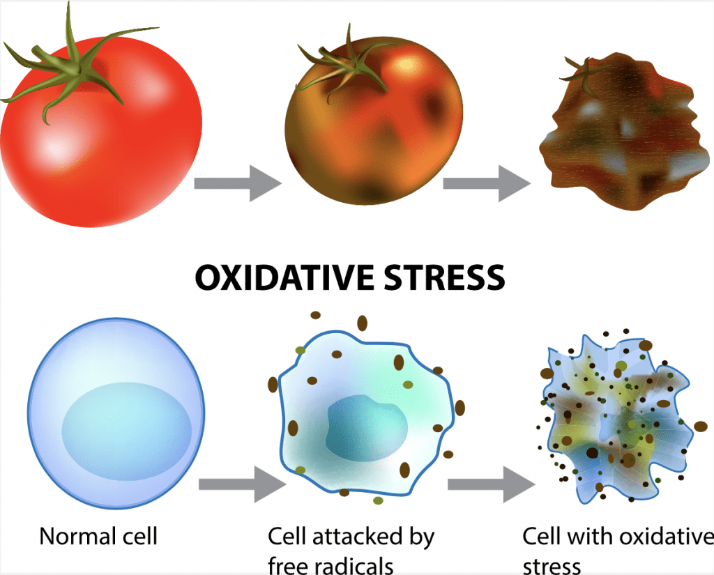 tomato going through oxidation process 