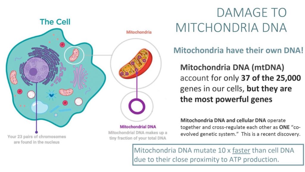 Damage to mitochondria DNA 