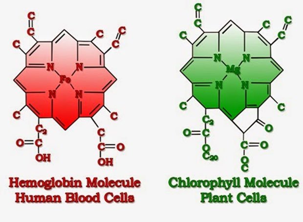 Molecular arrangement of Hemoglobin and Chlorophyll