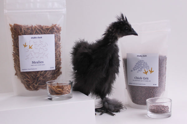 Black silkie chick with Chick grit and Meal worms, mealies at Studio Cluck