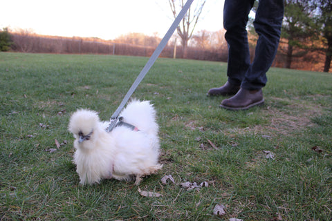 Our chicken Blanche going for a walk on the leash