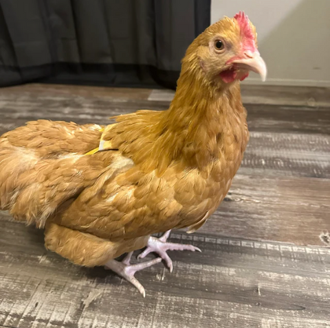 chicken wearing a diaper