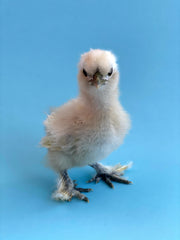 blanche as a baby chick