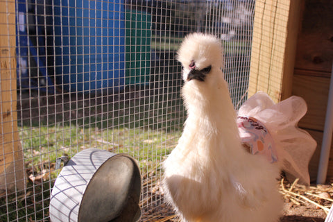 Our studio cluck chicken Blanche, wearing a fancy custom tutu with her name on it