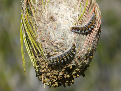 Nest processierups